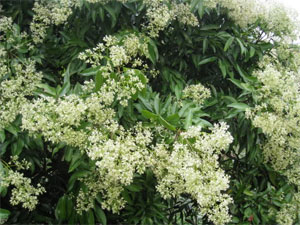 Nhớ mùa hoa vải nở