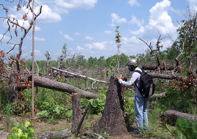 Qúy 1-2012: Đắc Lắc có 415 vụ vi phạm tài nguyên rừng