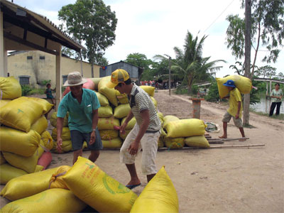Cần có giải pháp mua lúa cho nông dân