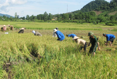 Lúa vàng ở thung lũng Asho