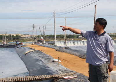 Câu chuyện cứu tôm - ngành chăn nuôi “tỷ đô” (bài 2)