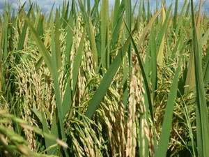 Lai tạo thành công hai giống lúa chất lượng cao