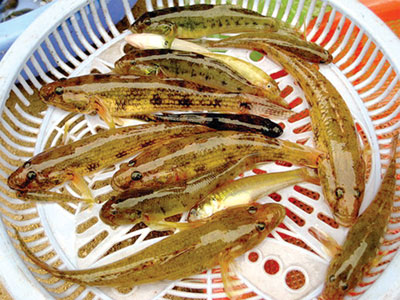 “Nghĩa tình” con cá bống!