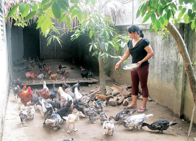 Hiệu quả từ mô hình kinh tế hộ