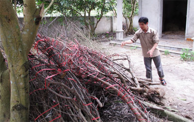 Nỗi buồn hoa đào
