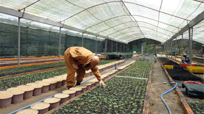 Chu toàn việc đạo, việc đời