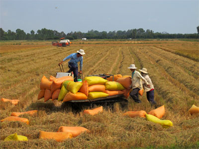 Được mùa, giá thiếu ổn định