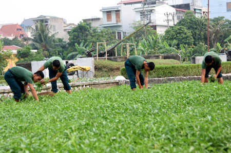 “Thực túc” ở đơn vị canh trời Đông Bắc