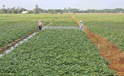 Điêu đứng vùng khoai lang lớn nhất Đồng bằng Sông Cửu Long
