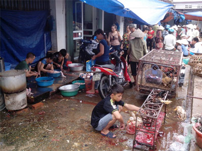 Xuất hiện một số ổ dịch cúm gia cầm tại các địa phương