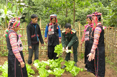 Từ chuyện cây rau cải của bộ đội