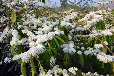 Tây Nguyên mùa hoa cà phê