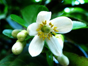 Tháng ba, nhớ mùa hoa bưởi