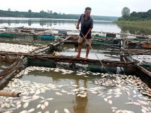 Kiên Giang khắc phục tình trạng cá nuôi lồng bè chết hàng loạt 