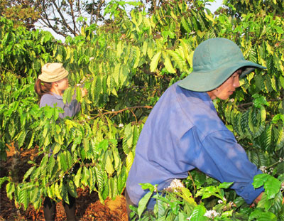 Lập nghiệp, làm giàu nơi biên giới