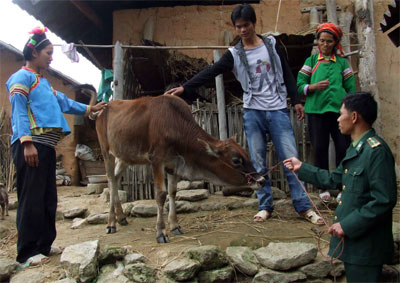 Nuôi bò dự án, giúp dân xóa nghèo