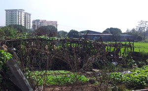 Hà Nội: Công khai rõ đất nông nghiệp cho thuê, giao đối tượng sử dụng