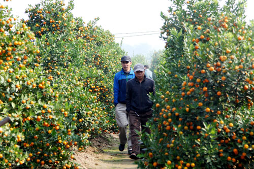 Khấp khởi chờ một mùa vui