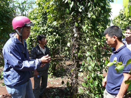 Cần sớm điều tra và nghiêm trị kẻ gian phá hoại vườn tiêu