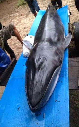 Cá ông mắc cạn ở tỉnh Quảng Nam