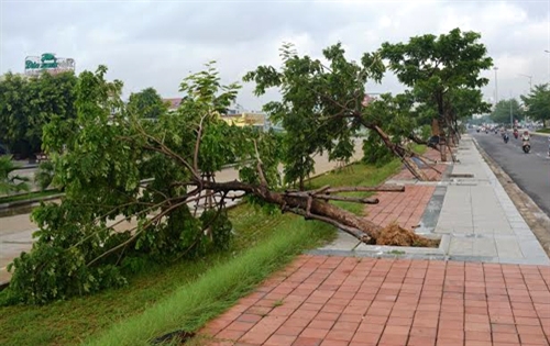 Bão số 3 làm hàng nghìn ha lúa, hoa màu, cây ăn quả thiệt hại