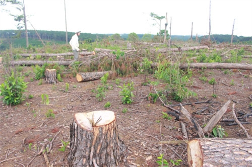 Lâm Đồng: Nhức nhối nạn phá rừng trái phép