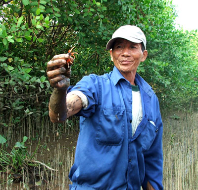 “Tường thành xanh” ở Thái Thụy