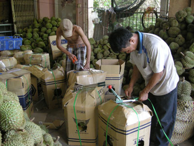 Nỗ lực duy trì thương hiệu trái sầu riêng đặc sản
