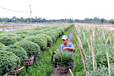 Người trồng hoa phập phồng đợi… Tết