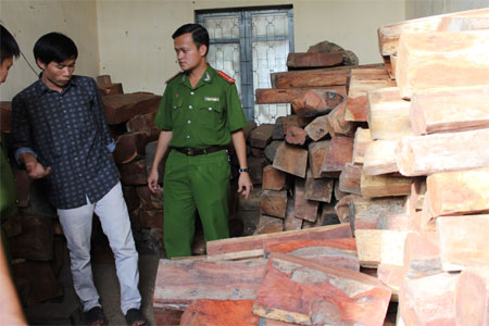 Phát hiện bãi tập kết 25m3 gỗ lậu