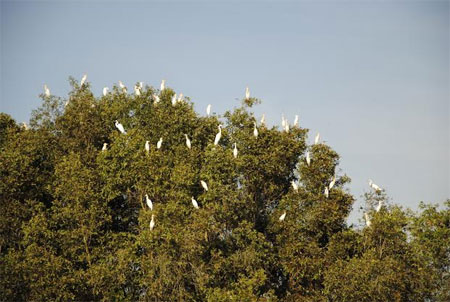 Rừng tràm Trà Sư