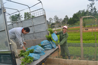 “Làng ươm” tất bật cho mùa trồng cây