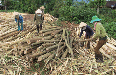 Khai thác rừng trồng ở Đắc Lắc: Càng bán càng lỗ