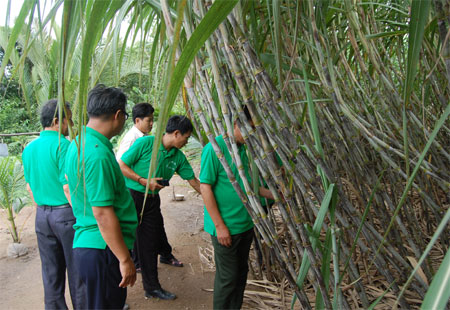 Gắn kết nông dân với cây mía và doanh nghiệp