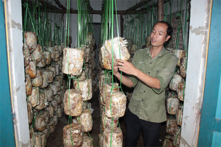 Nấm sò tươi sẽ… ra đảo!