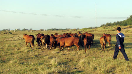 “Thực túc” trên đảo Bạch Long Vĩ