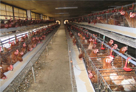 Xử lý ô nhiễm môi trường từ chăn nuôi