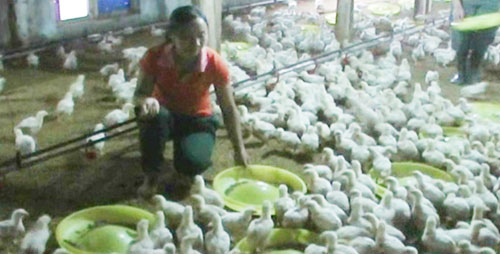 Nguyễn Thị Hồng Nhung làm kinh tế giỏi