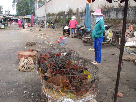 Gia Lai: Dịch cúm diễn biến phức tạp, gia cầm vẫn bán tràn lan