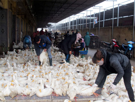 Dịch cúm gia cầm tiềm ẩn nguy cơ bùng phát mạnh