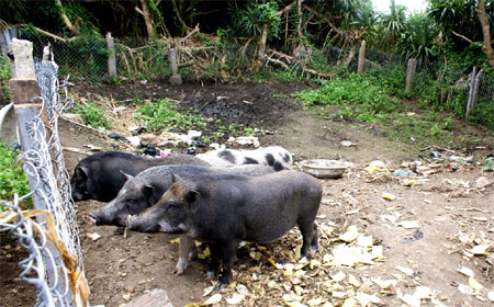 Nuôi lợn rừng giữa biển
