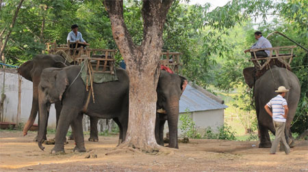 Dự án Bảo tồn voi ở Đắc Lắc: Triển khai ì ạch do thiếu kinh phí