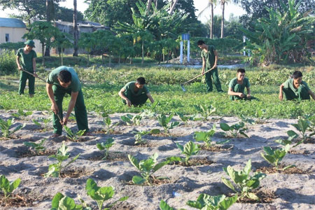 Rau xanh trên cát bỏng