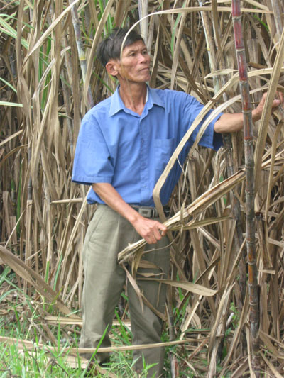 Giúp vận chuyển cây mía cho nông dân