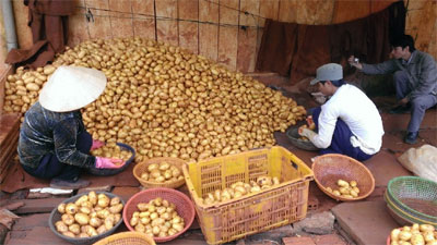  Thương hiệu nông sản Đà Lạt tiếp tục bị xâm hại