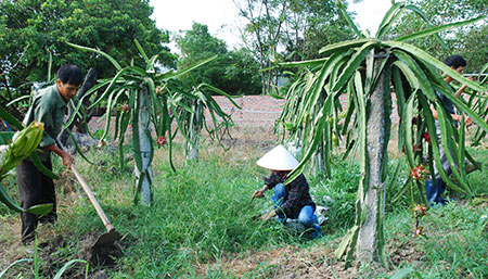 Nghị lực của một Cựu chiến binh làm kinh tế giỏi