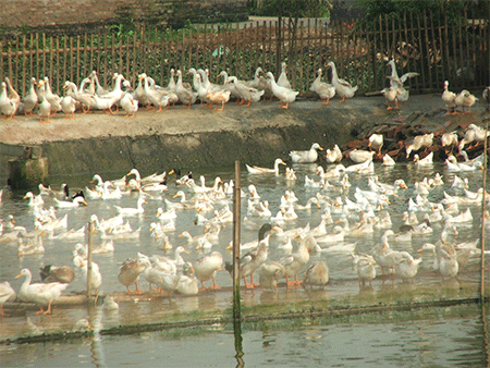 Dịch cúm A (H7N9) tiếp tục diễn biến phức tạp, khó lường 