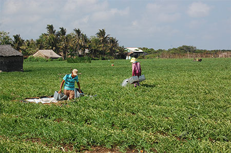 Hướng đi mới cho nền nông nghiệp bền vững