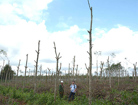 Hàng trăm hộ dân trắng tay vì cây “vàng trắng”