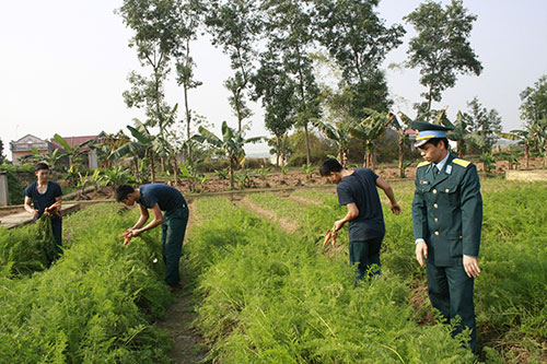 Chủ động triển khai và sử dụng tối đa diện tích đất đề tăng gia sản xuất